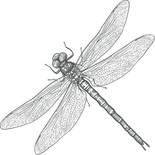 libellula